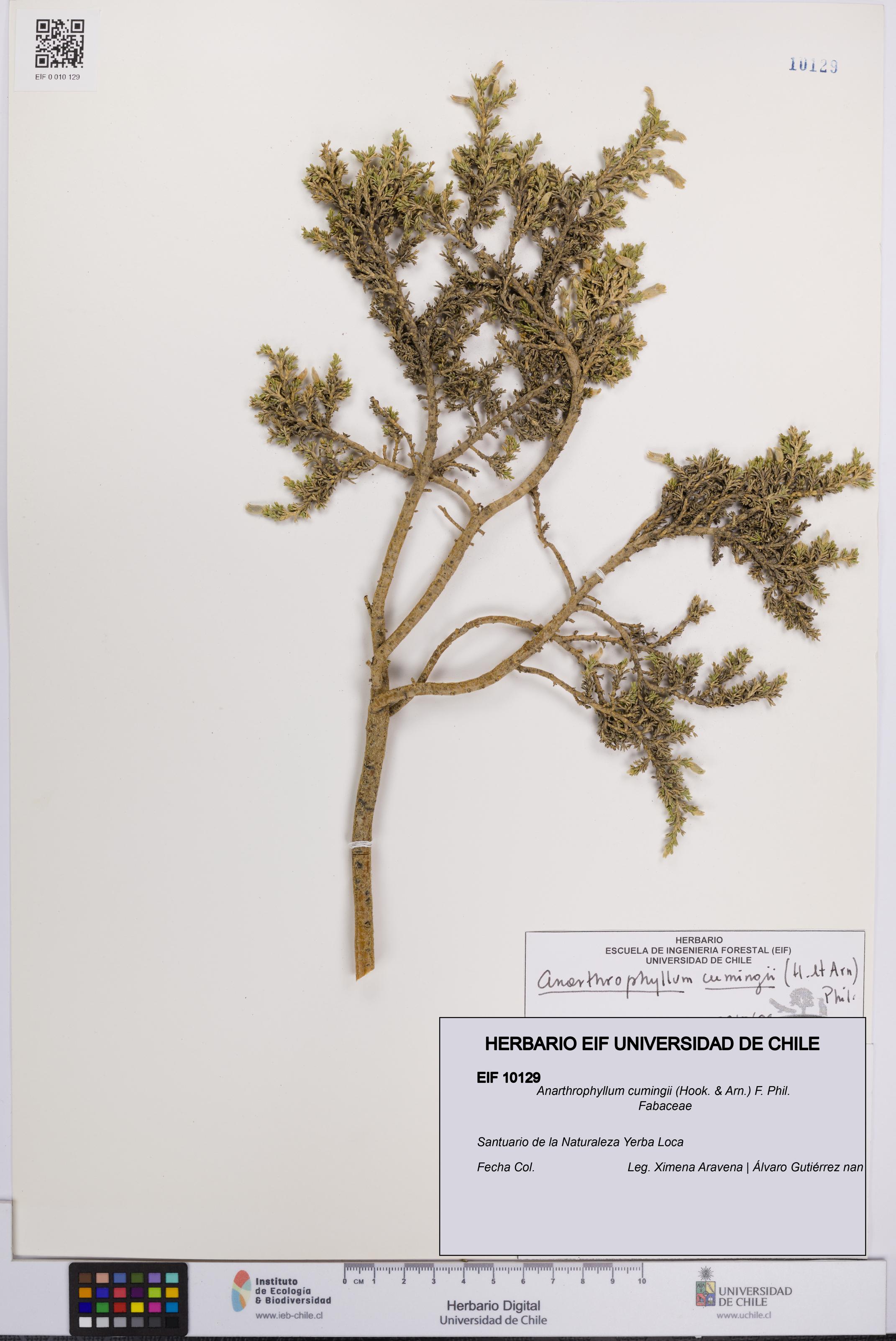 Anarthrophyllum cumingii [Espécimen: UCH:EIF:0010129]