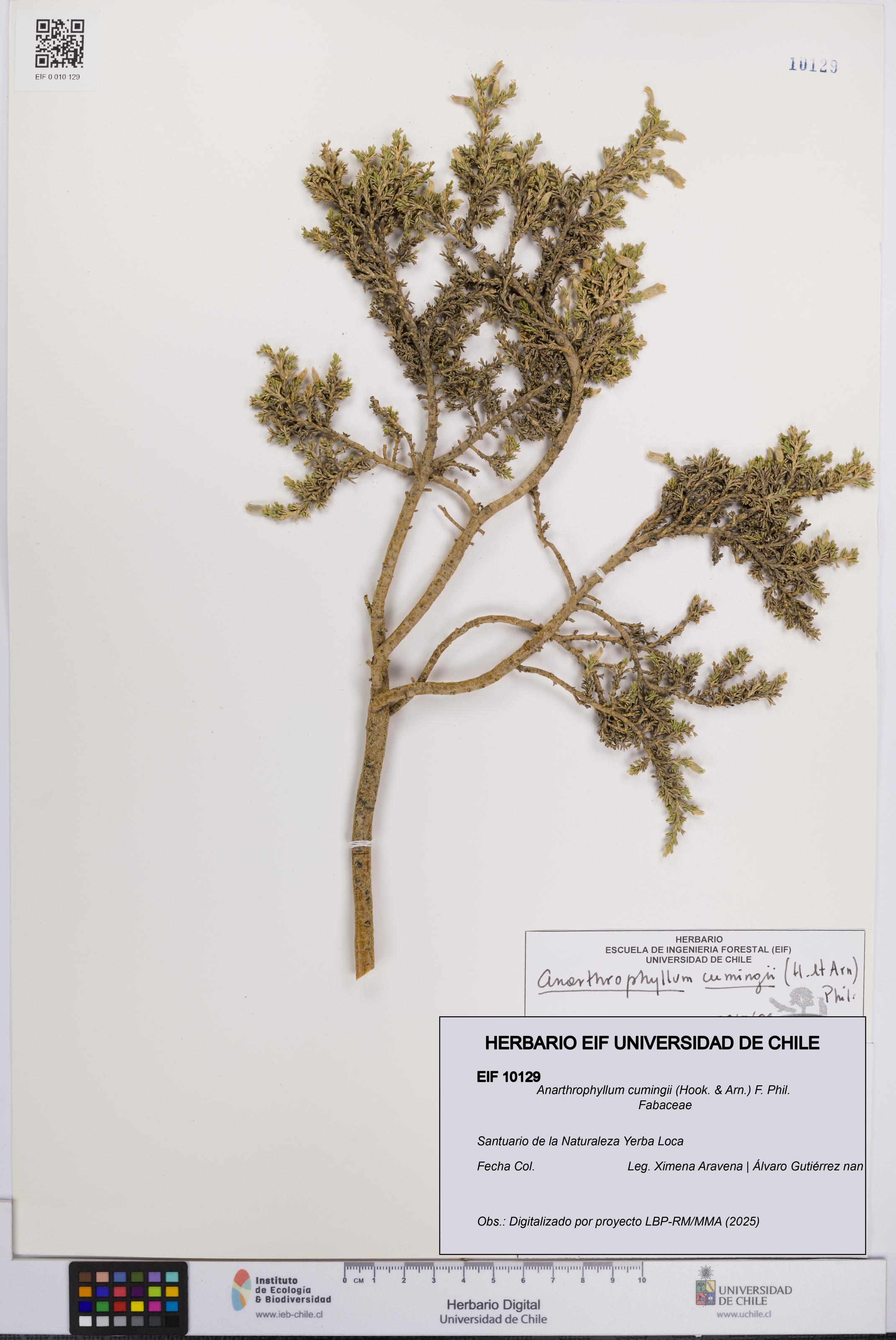 Anarthrophyllum cumingii [Espécimen: UCH:EIF:0010129]