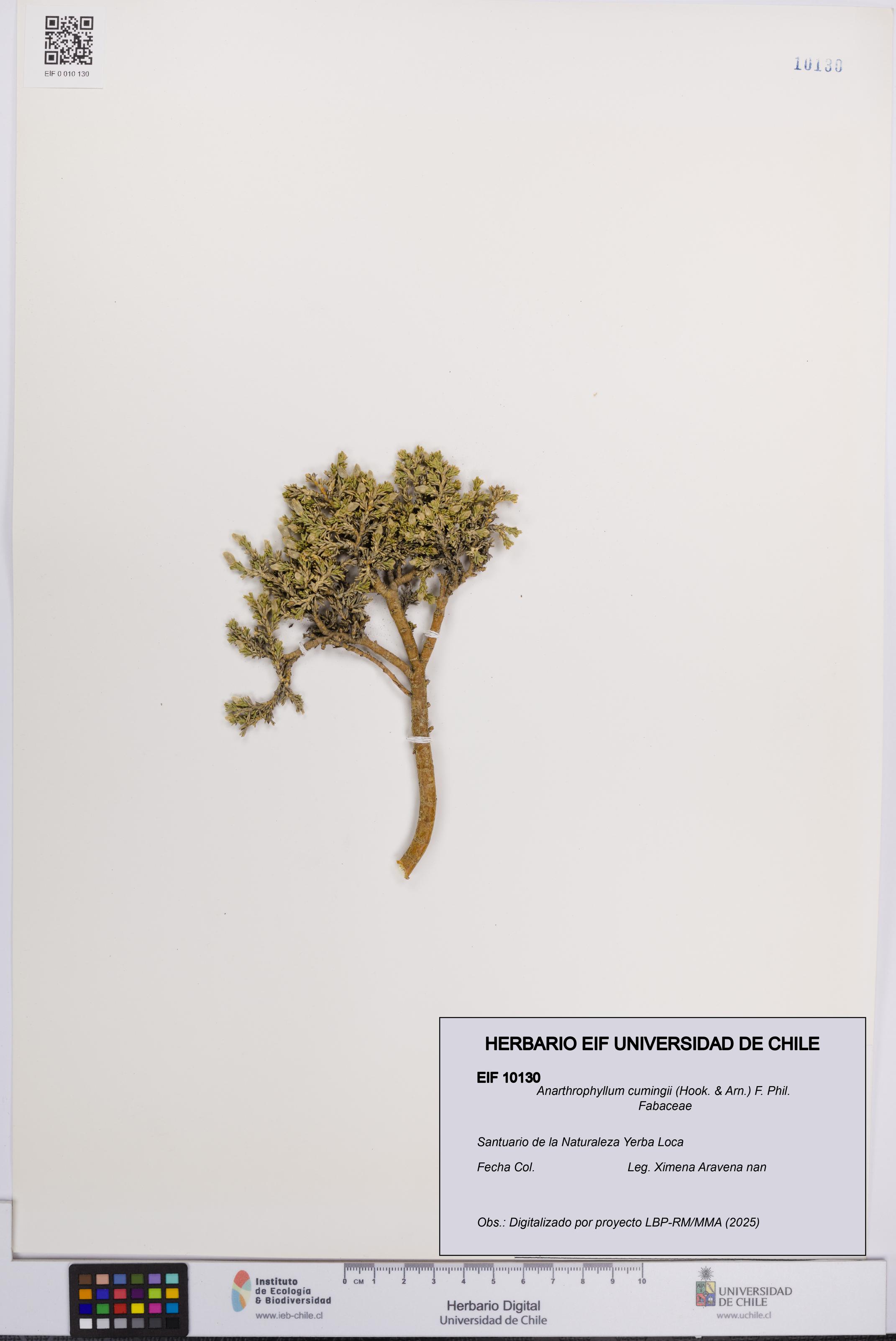Anarthrophyllum cumingii [Espécimen: UCH:EIF:0010130]