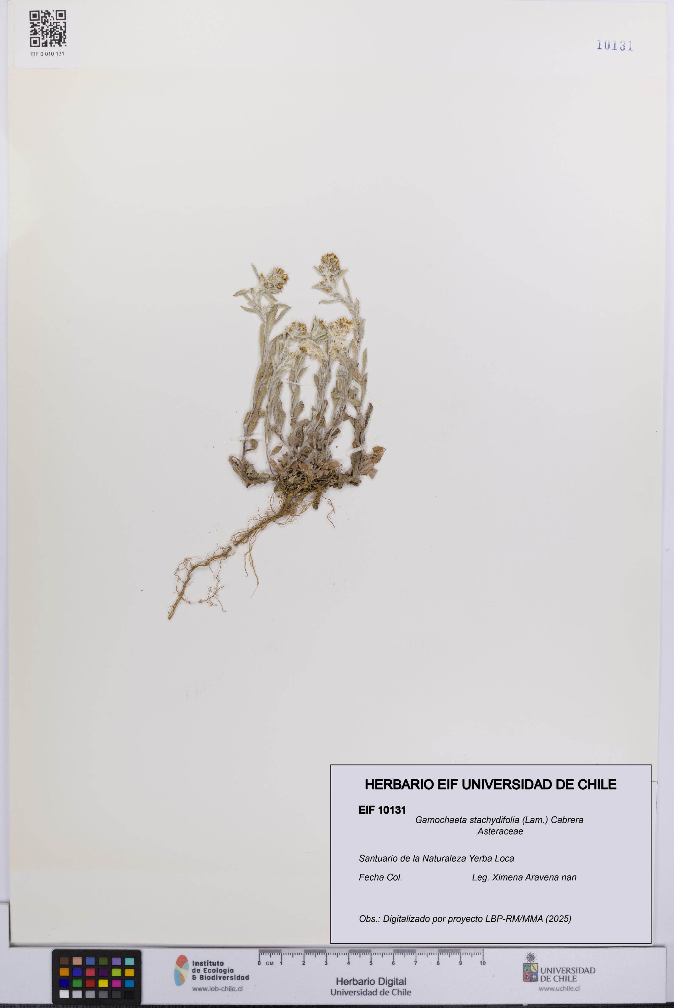 Gamochaeta stachydifolia [Espécimen: UCH:EIF:0010131]