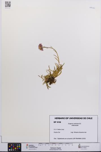 Erigeron andicola [Espécimen: UCH:EIF:0010132]