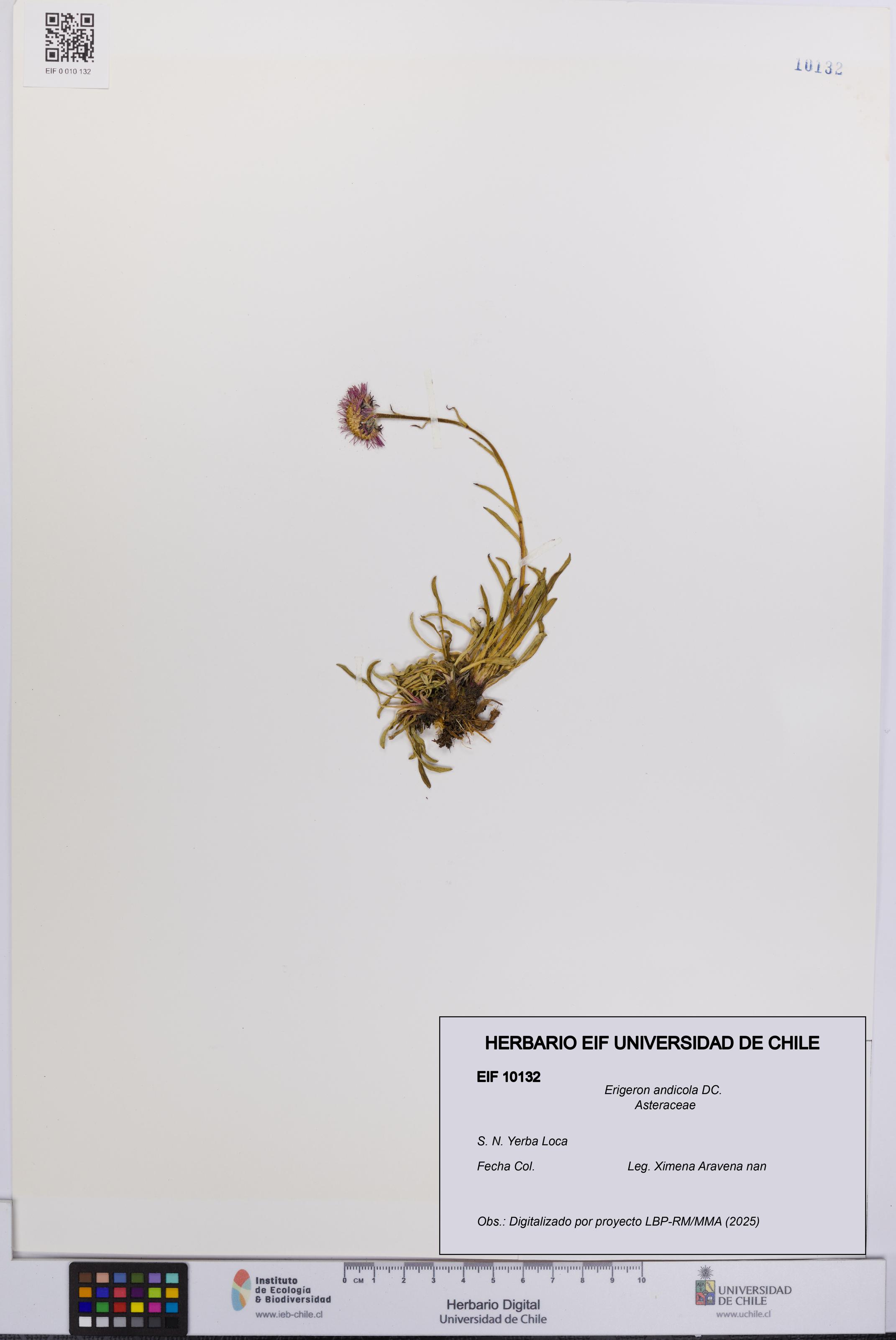 Erigeron andicola [Espécimen: UCH:EIF:0010132]