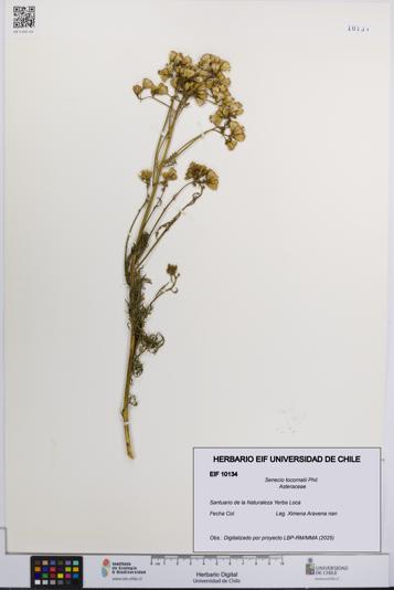 Senecio tocornalii [Espécimen: UCH:EIF:0010134]