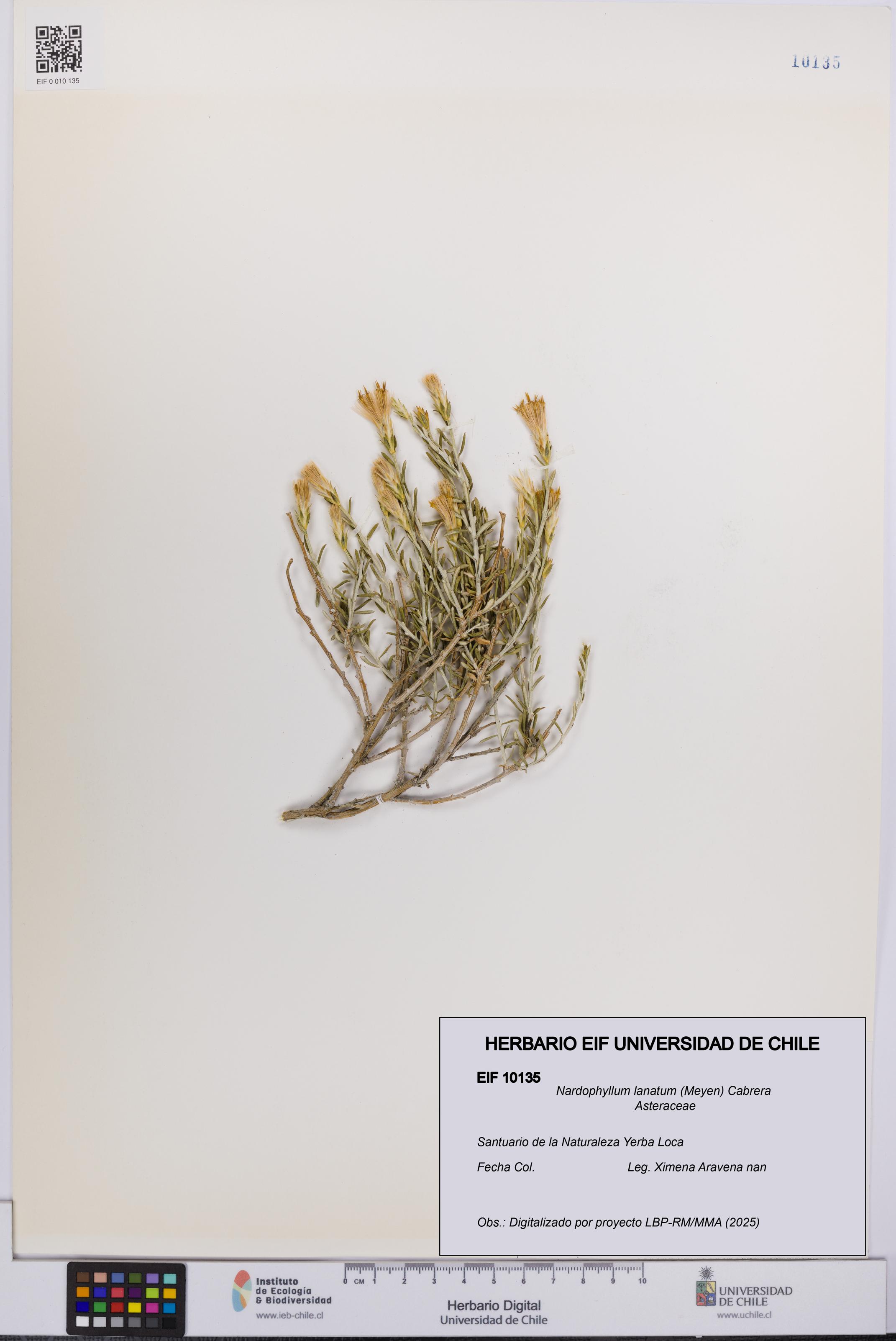 Nardophyllum lanatum [Espécimen: UCH:EIF:0010135]