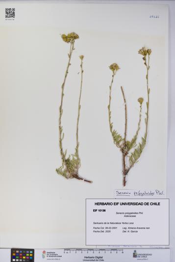 Senecio polygaloides [Espécimen: UCH:EIF:0010136]