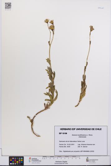 Senecio bustillosianus [Espécimen: UCH:EIF:0010138]