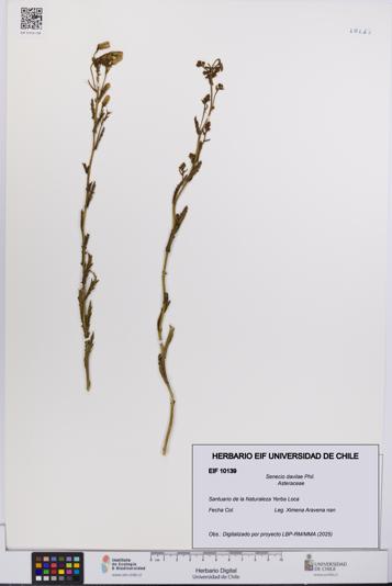 Senecio davilae [Espécimen: UCH:EIF:0010139]