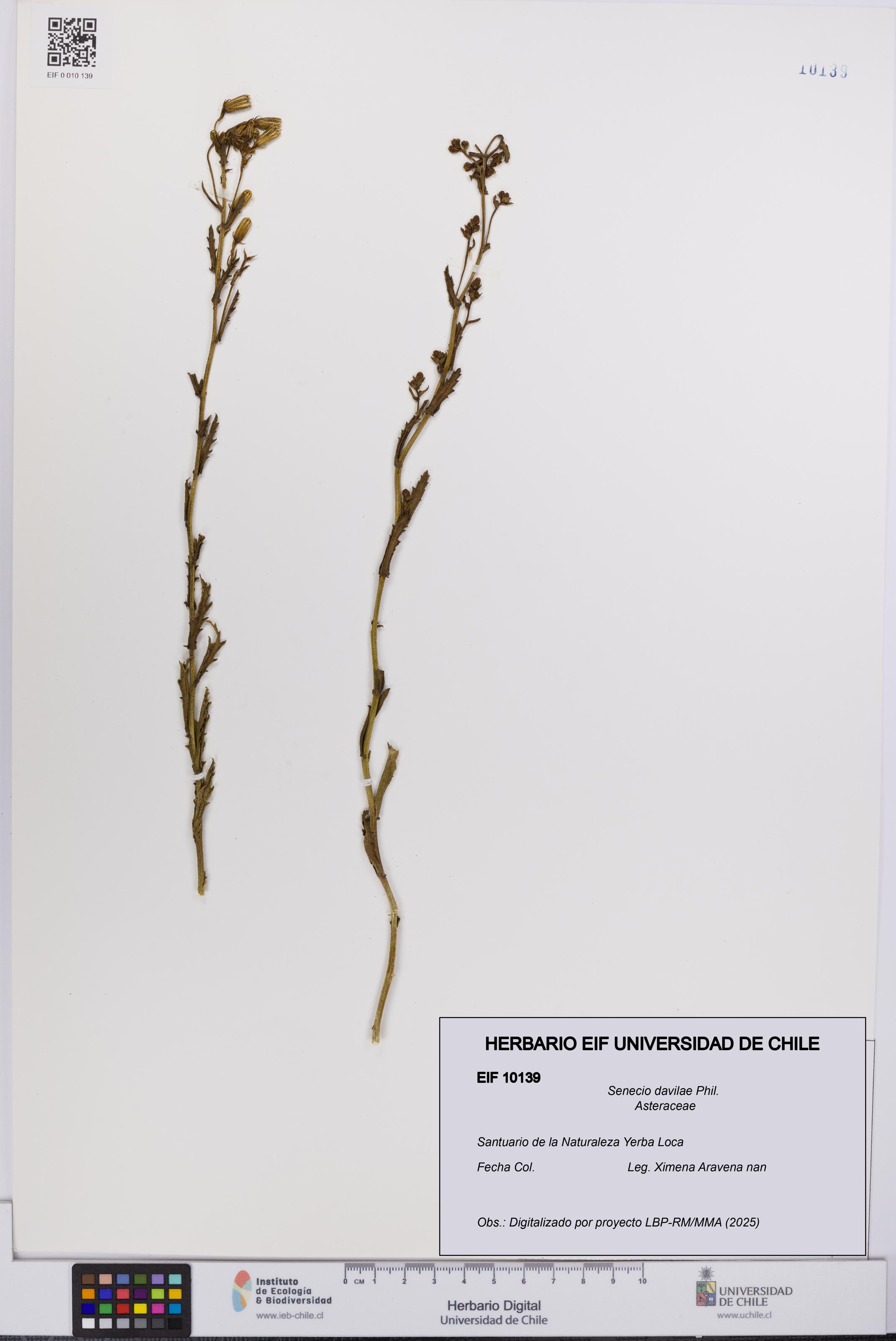 Senecio davilae [Espécimen: UCH:EIF:0010139]
