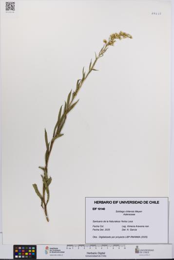Solidago chilensis [Espécimen: UCH:EIF:0010140]