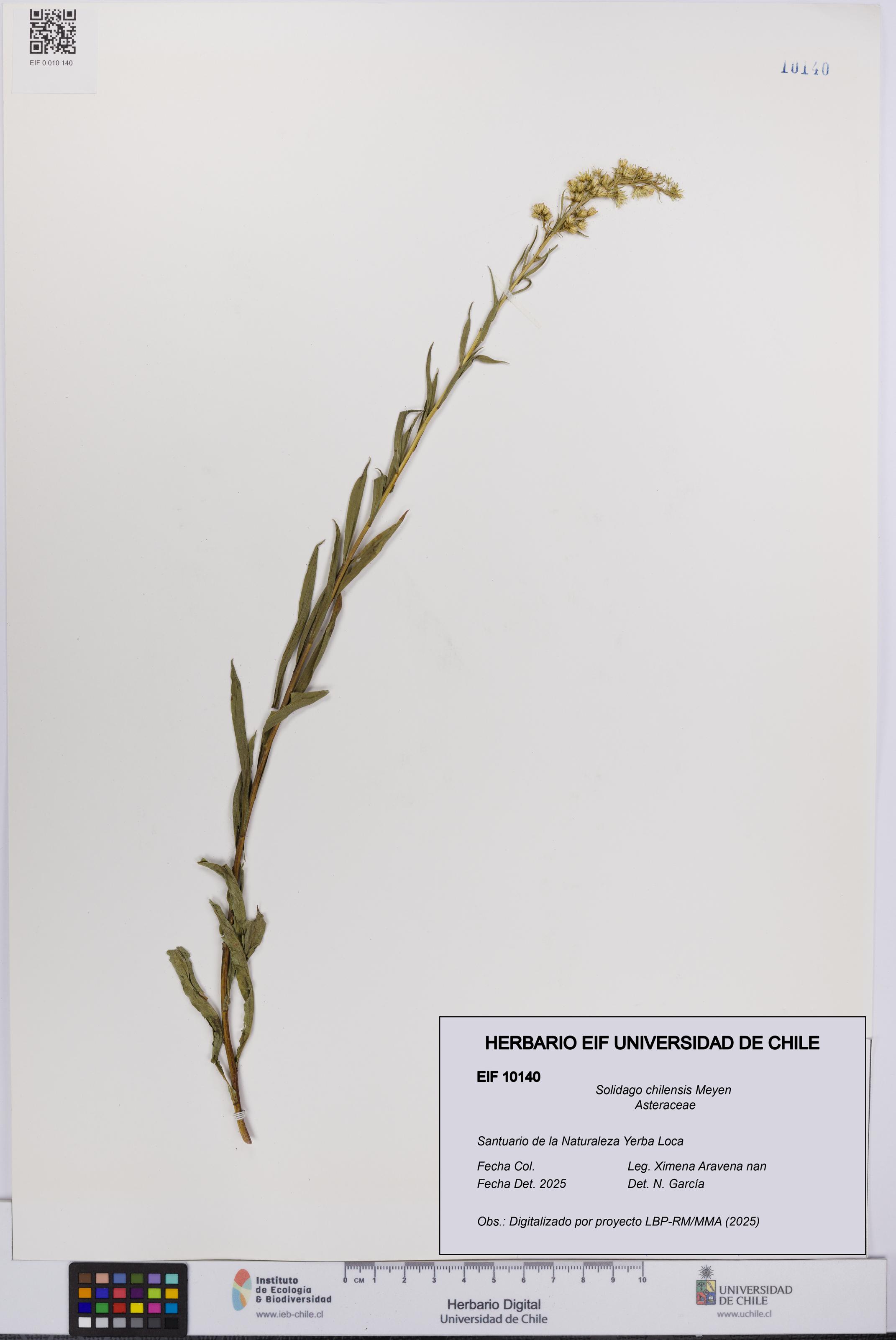 Solidago chilensis [Espécimen: UCH:EIF:0010140]