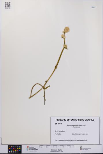 Baccharis sagittalis [Espécimen: UCH:EIF:0010141]