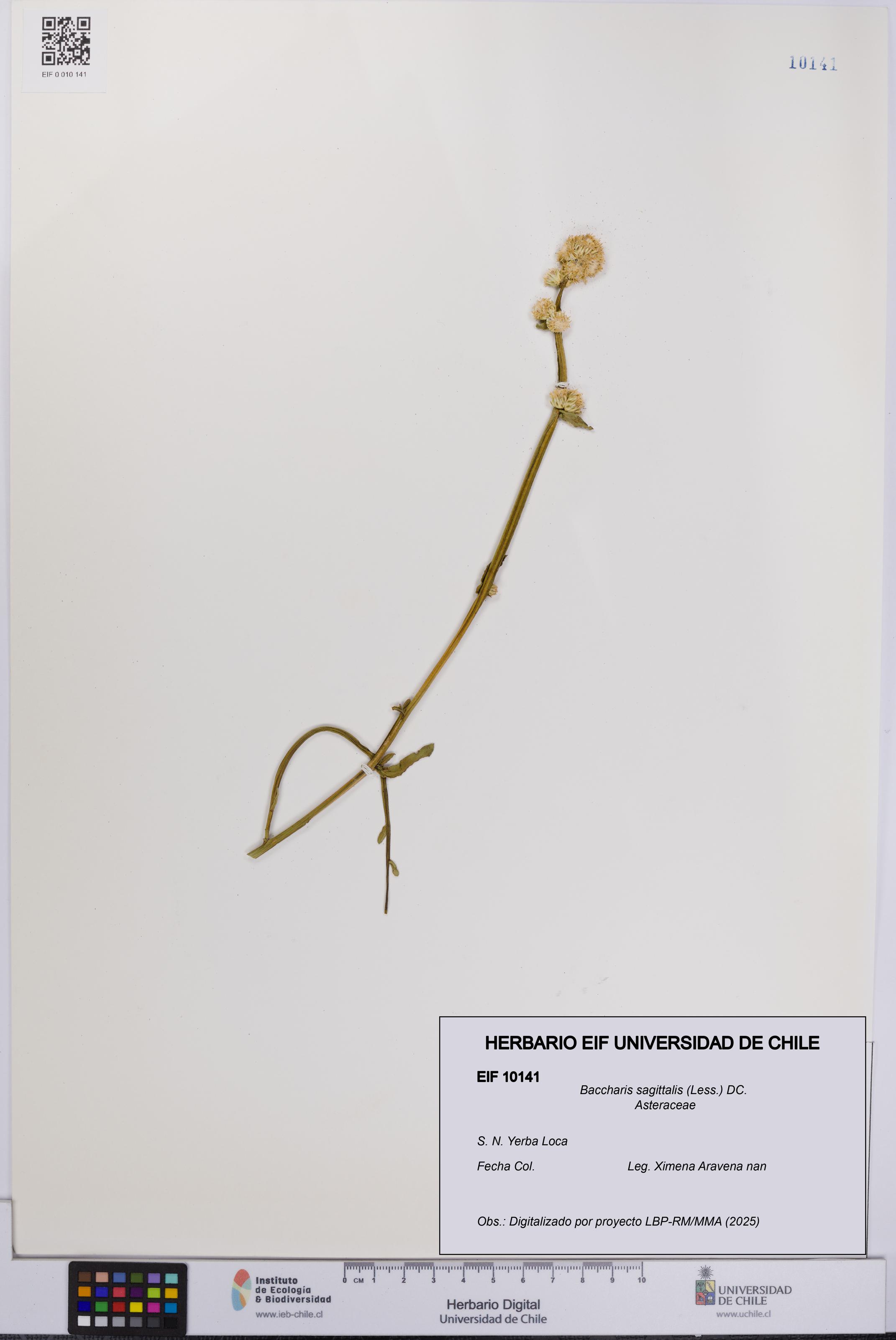 Baccharis sagittalis [Espécimen: UCH:EIF:0010141]
