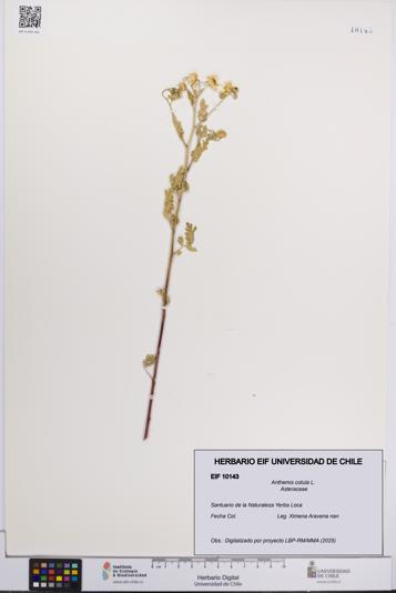 Anthemis cotula [Espécimen: UCH:EIF:0010143]