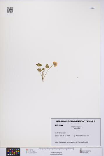 Trifolium repens [Espécimen: UCH:EIF:0010144]