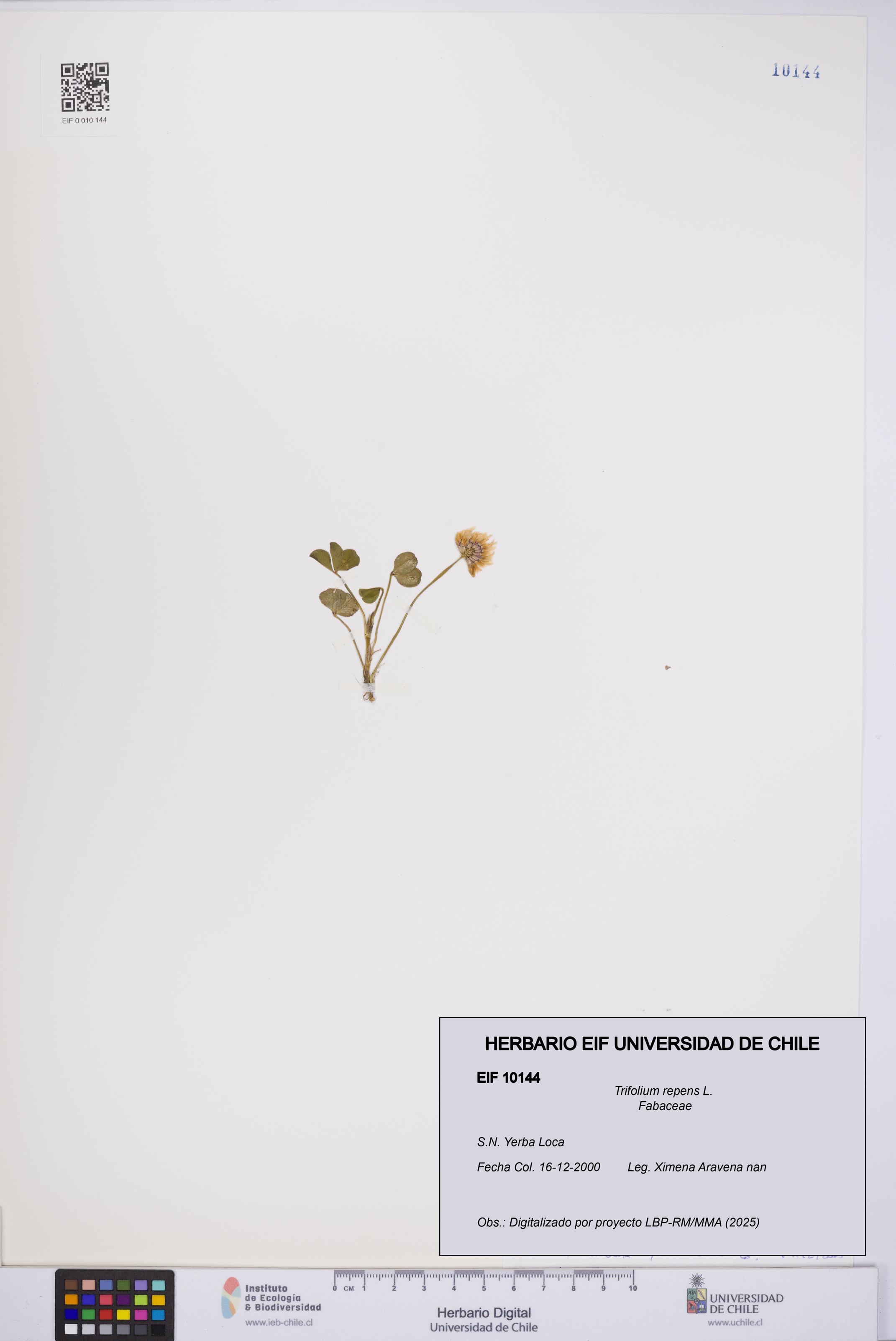 Trifolium repens [Espécimen: UCH:EIF:0010144]