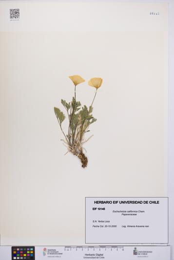 Eschscholzia californica [Espécimen: UCH:EIF:0010145]