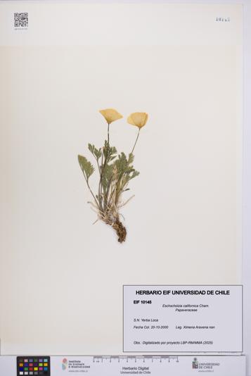 Eschscholzia californica [Espécimen: UCH:EIF:0010145]