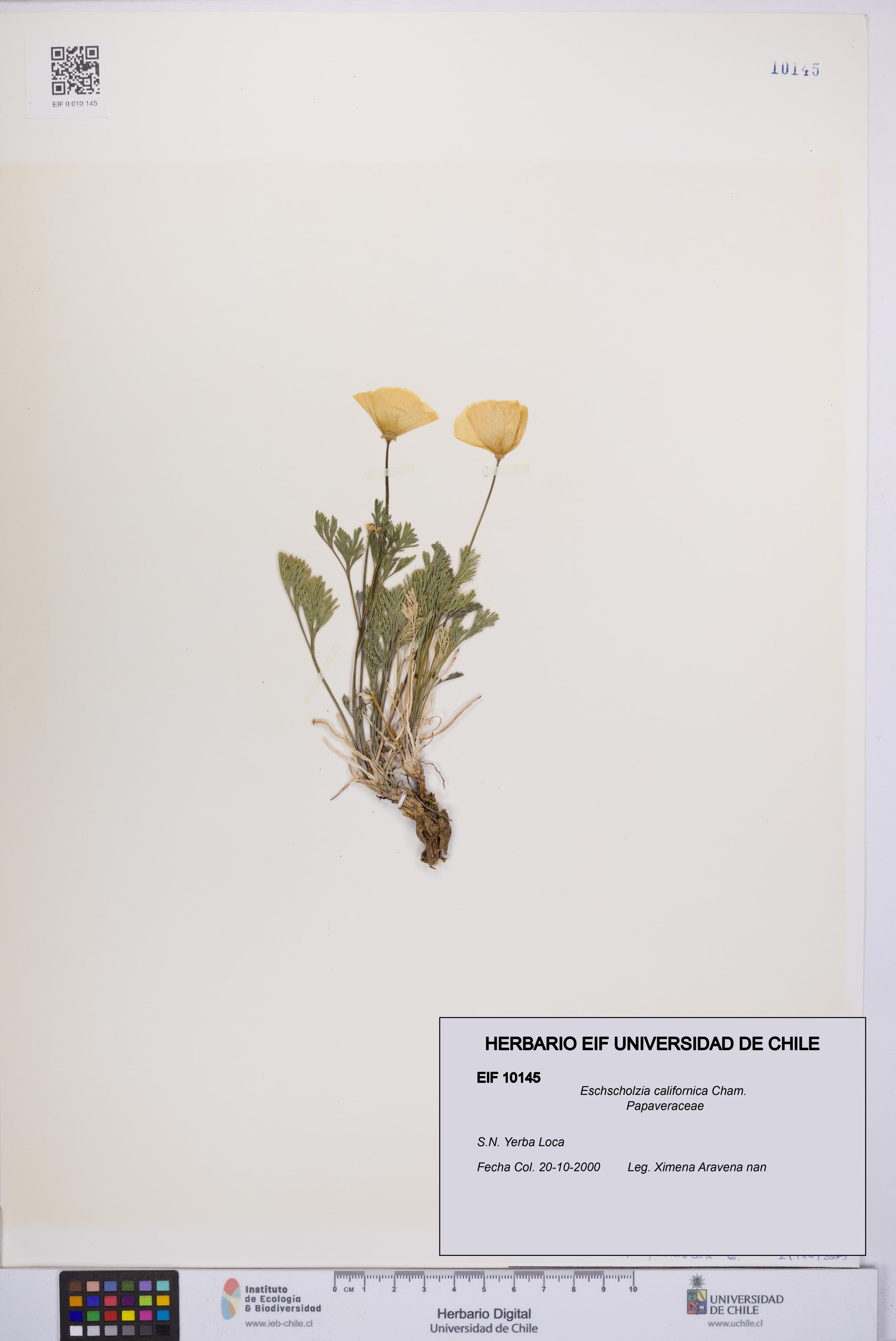 Eschscholzia californica [Espécimen: UCH:EIF:0010145]