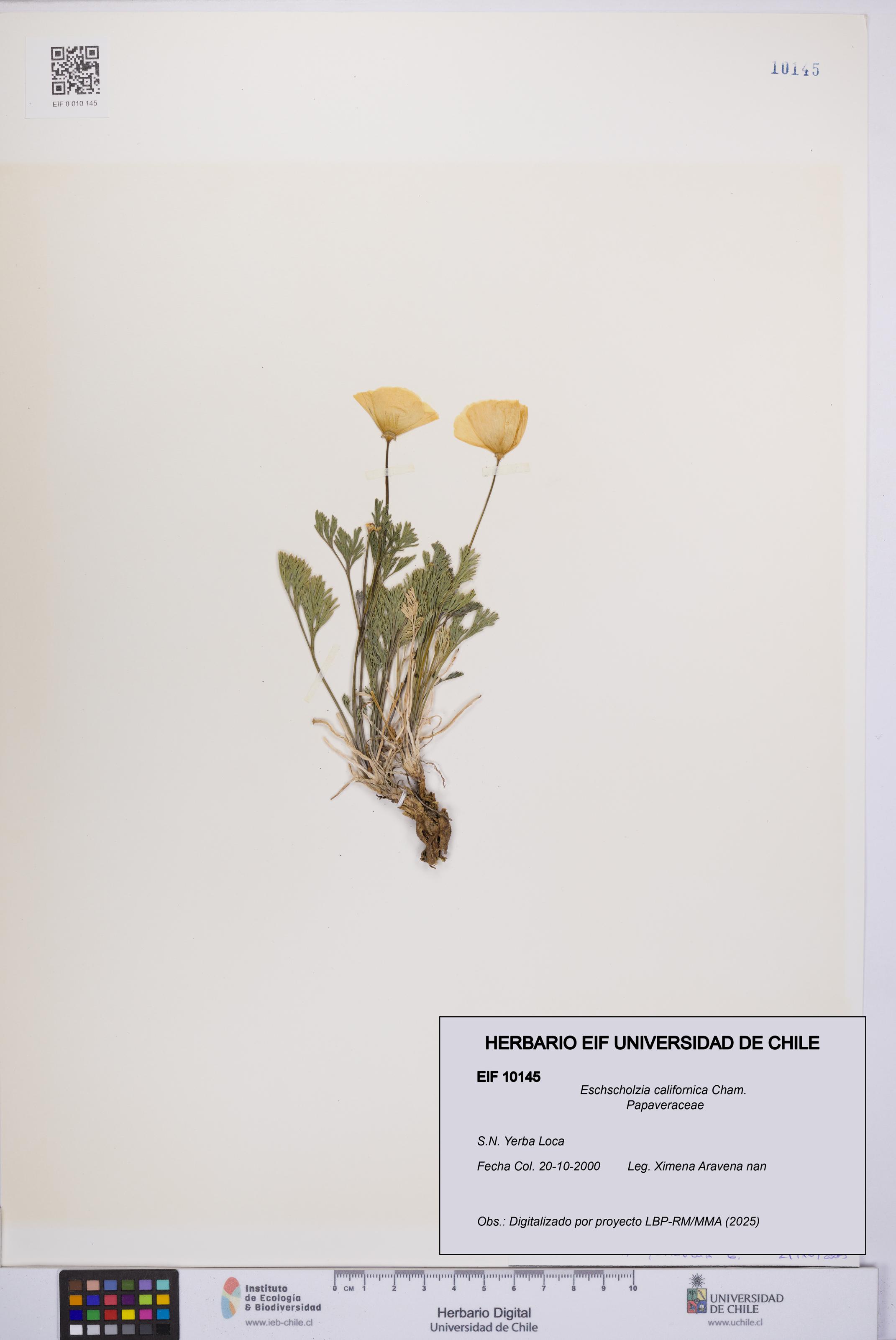 Eschscholzia californica [Espécimen: UCH:EIF:0010145]