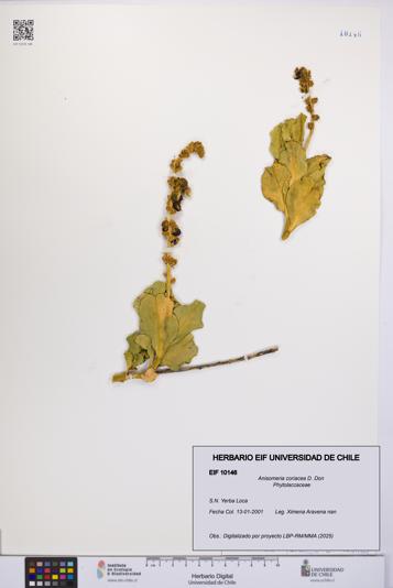 Anisomeria coriacea [Espécimen: UCH:EIF:0010146]