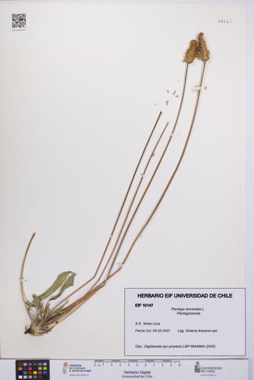 Plantago lanceolata [Espécimen: UCH:EIF:0010147]