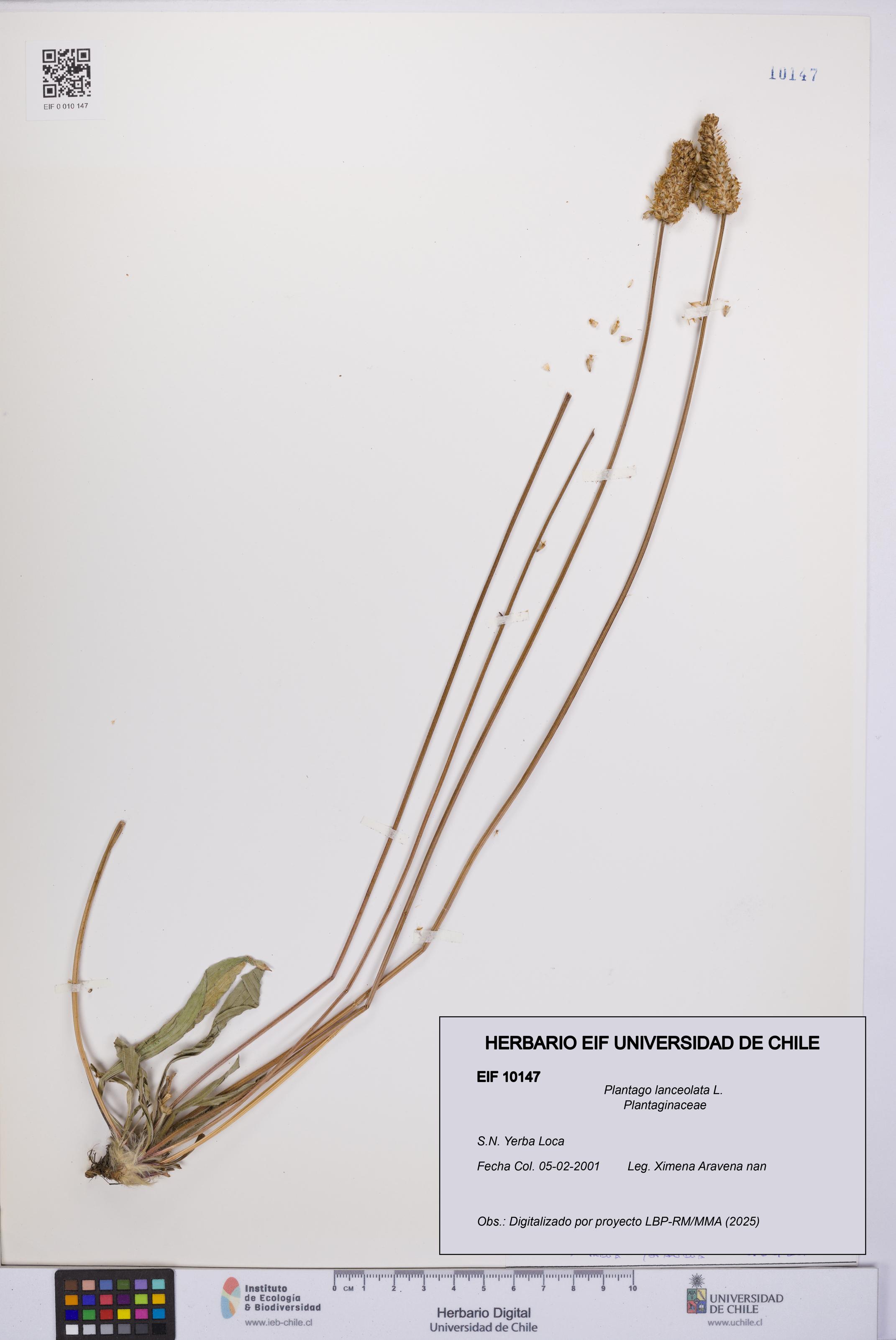 Plantago lanceolata [Espécimen: UCH:EIF:0010147]