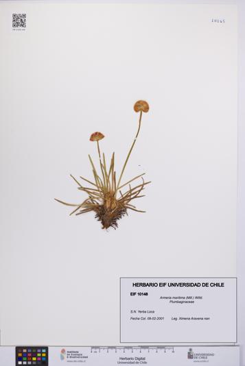 Armeria maritima [Espécimen: UCH:EIF:0010148]