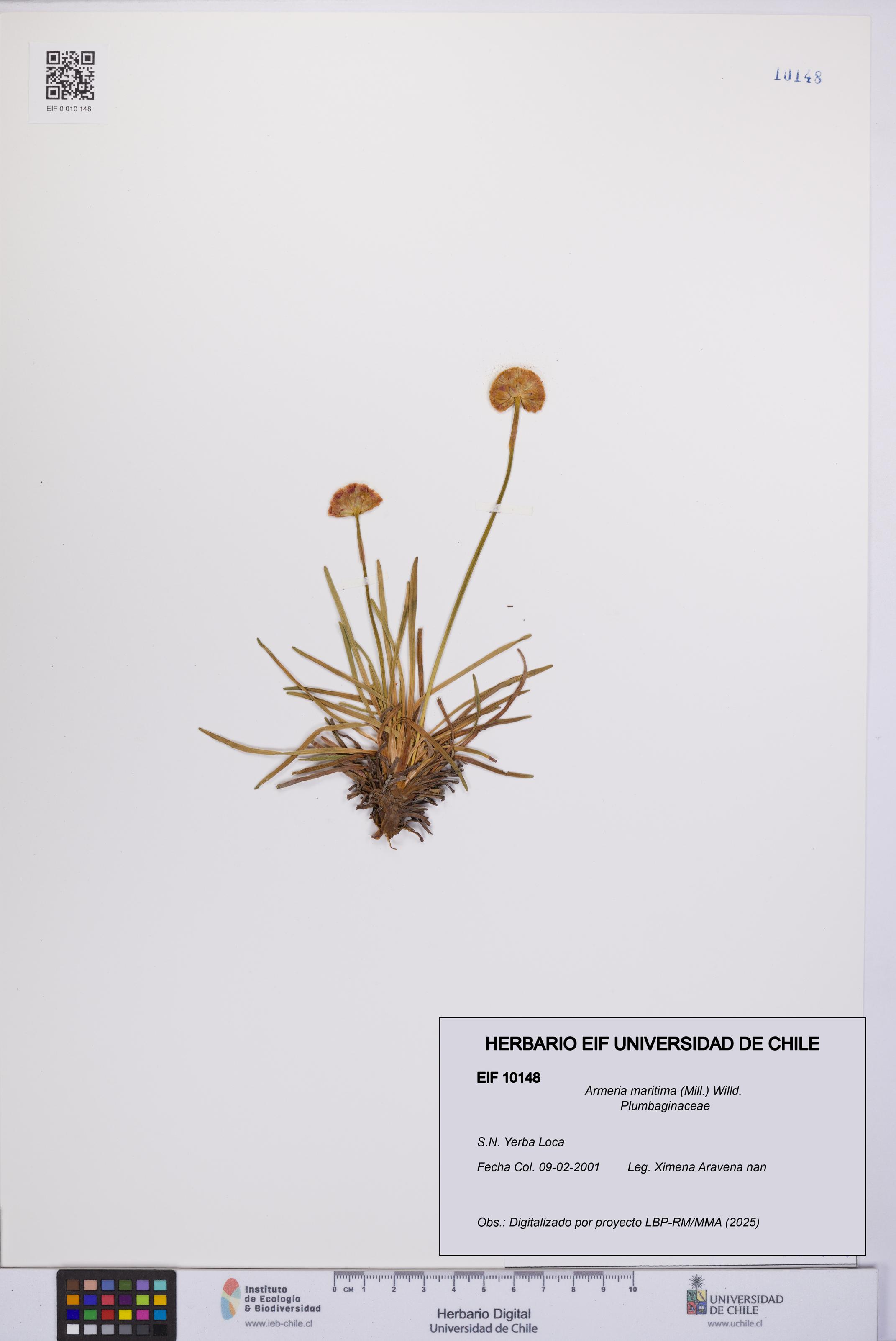 Armeria maritima [Espécimen: UCH:EIF:0010148]