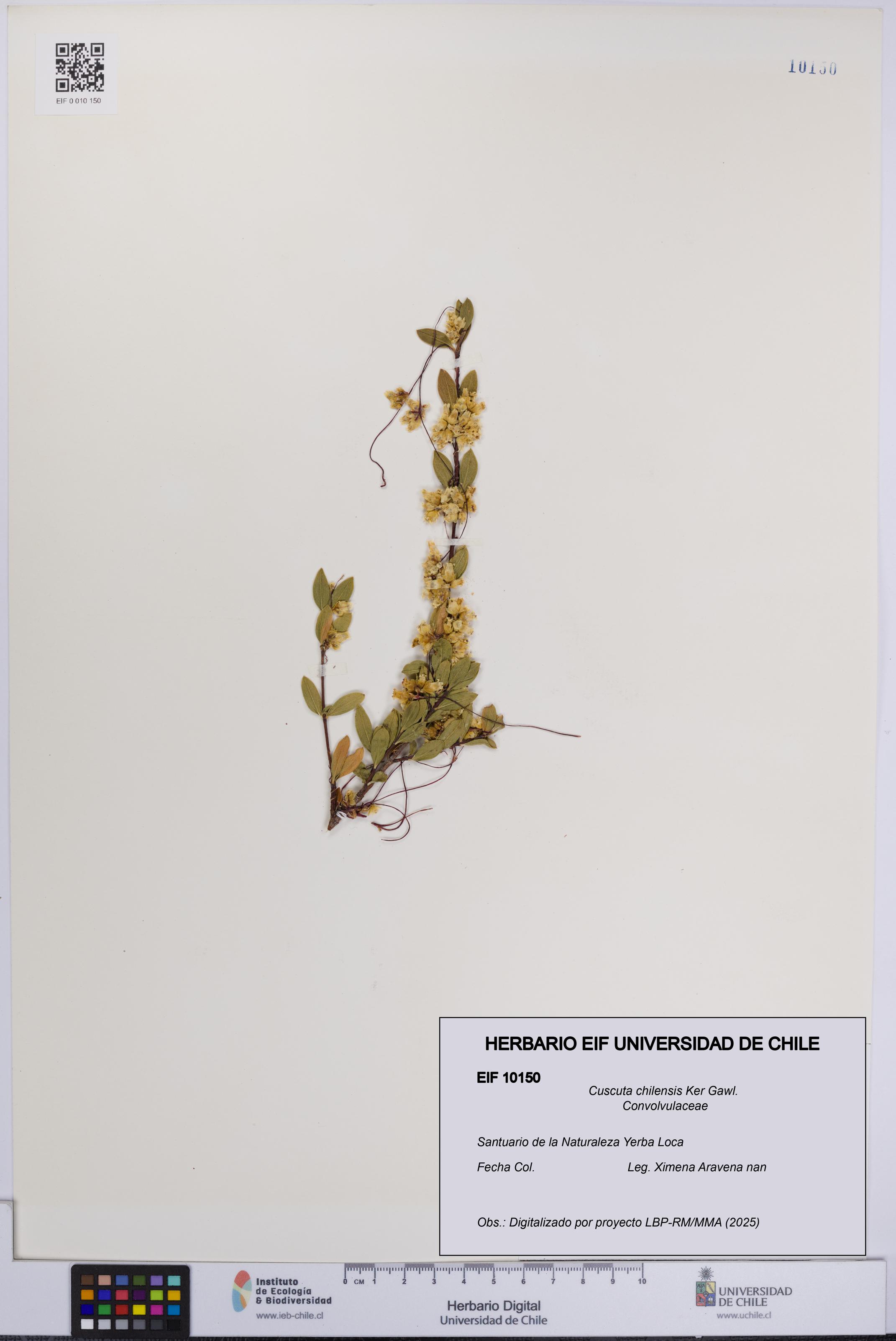 Cuscuta chilensis [Espécimen: UCH:EIF:0010150]