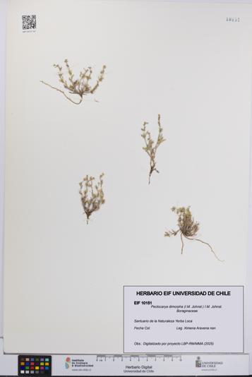 Pectocarya dimorpha [Espécimen: UCH:EIF:0010151]