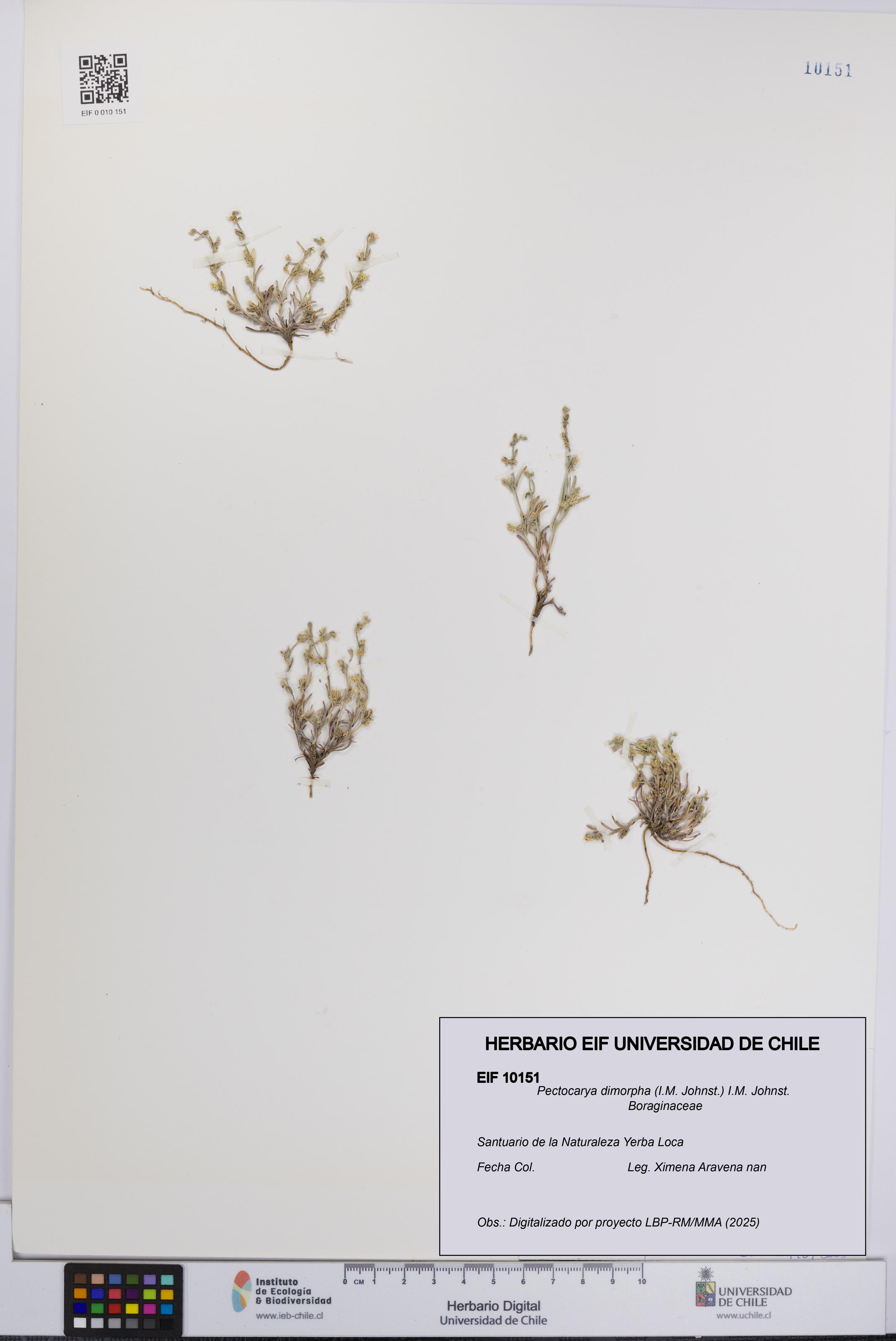 Pectocarya dimorpha [Espécimen: UCH:EIF:0010151]