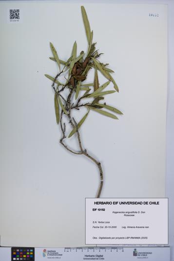 Kageneckia angustifolia [Espécimen: UCH:EIF:0010152]