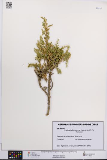 Anarthrophyllum cumingii [Espécimen: UCH:EIF:0010153]