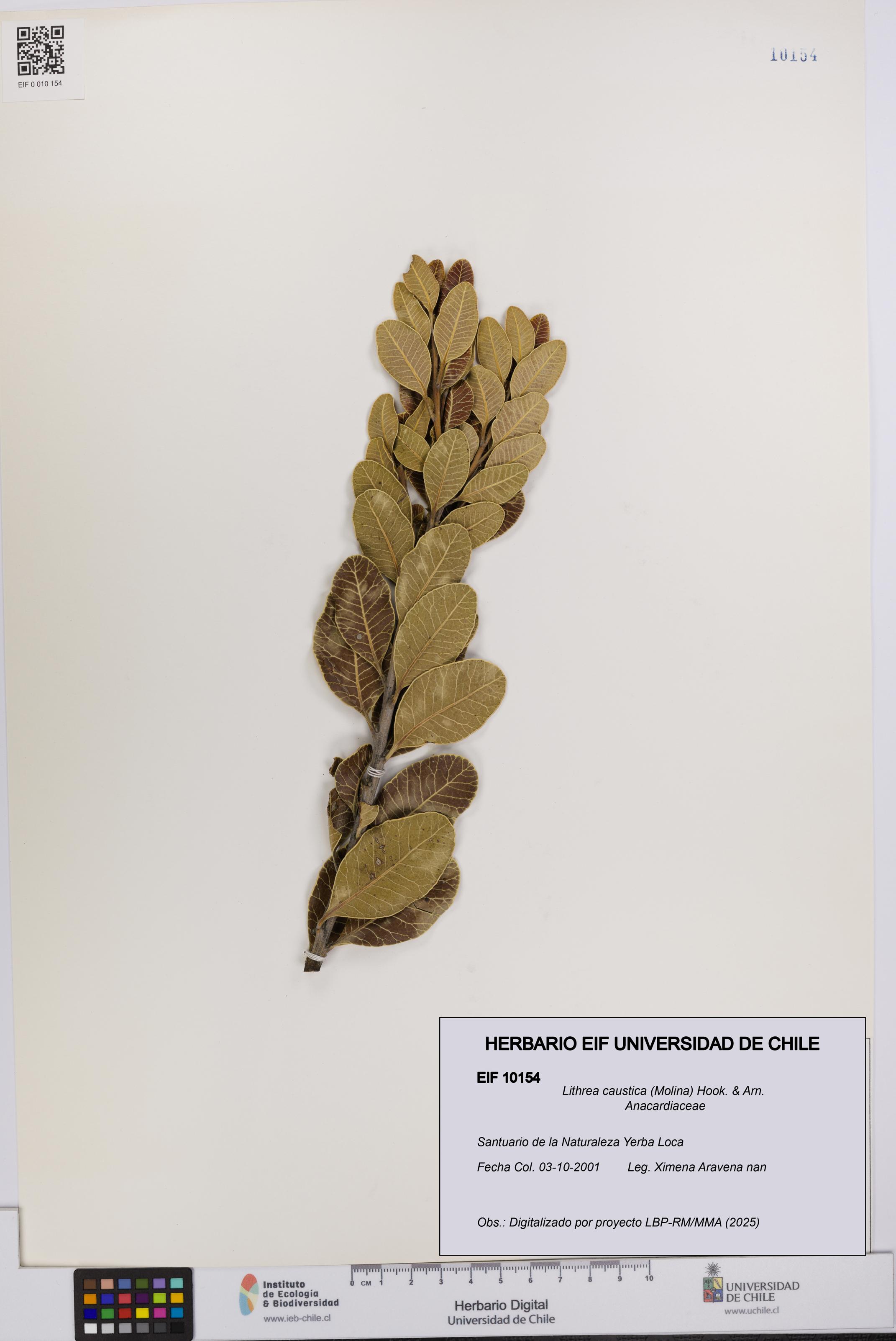 Lithrea caustica [Espécimen: UCH:EIF:0010154]