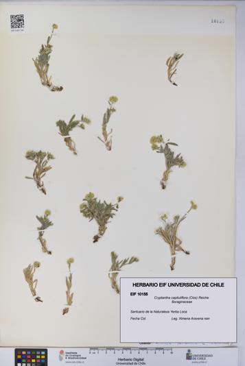 Cryptantha capituliflora [Espécimen: UCH:EIF:0010155]