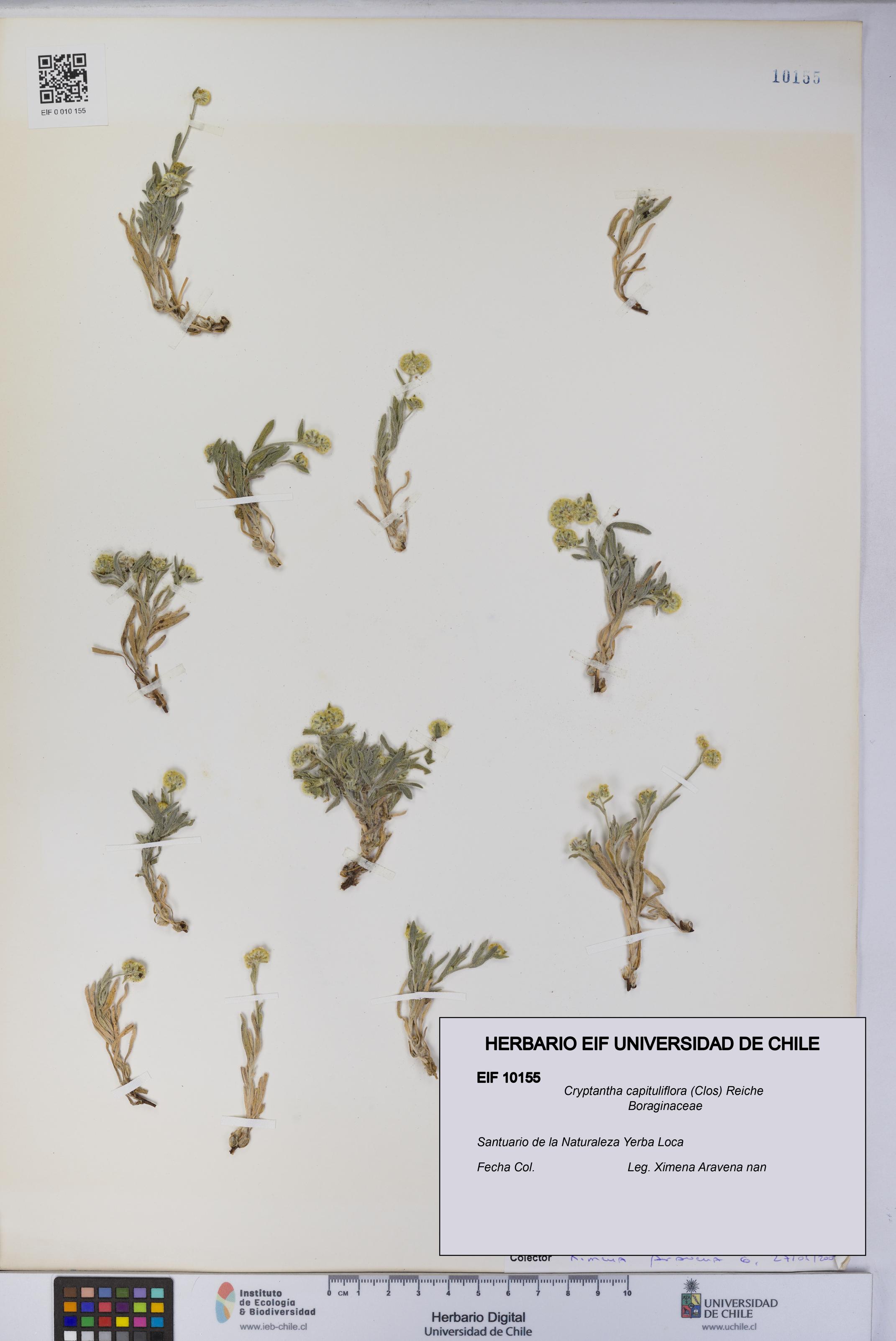 Cryptantha capituliflora [Espécimen: UCH:EIF:0010155]