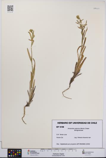 Amsinckia calycina [Espécimen: UCH:EIF:0010156]