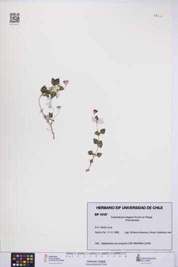 Cissarobryon elegans [Espécimen: UCH:EIF:0010157]