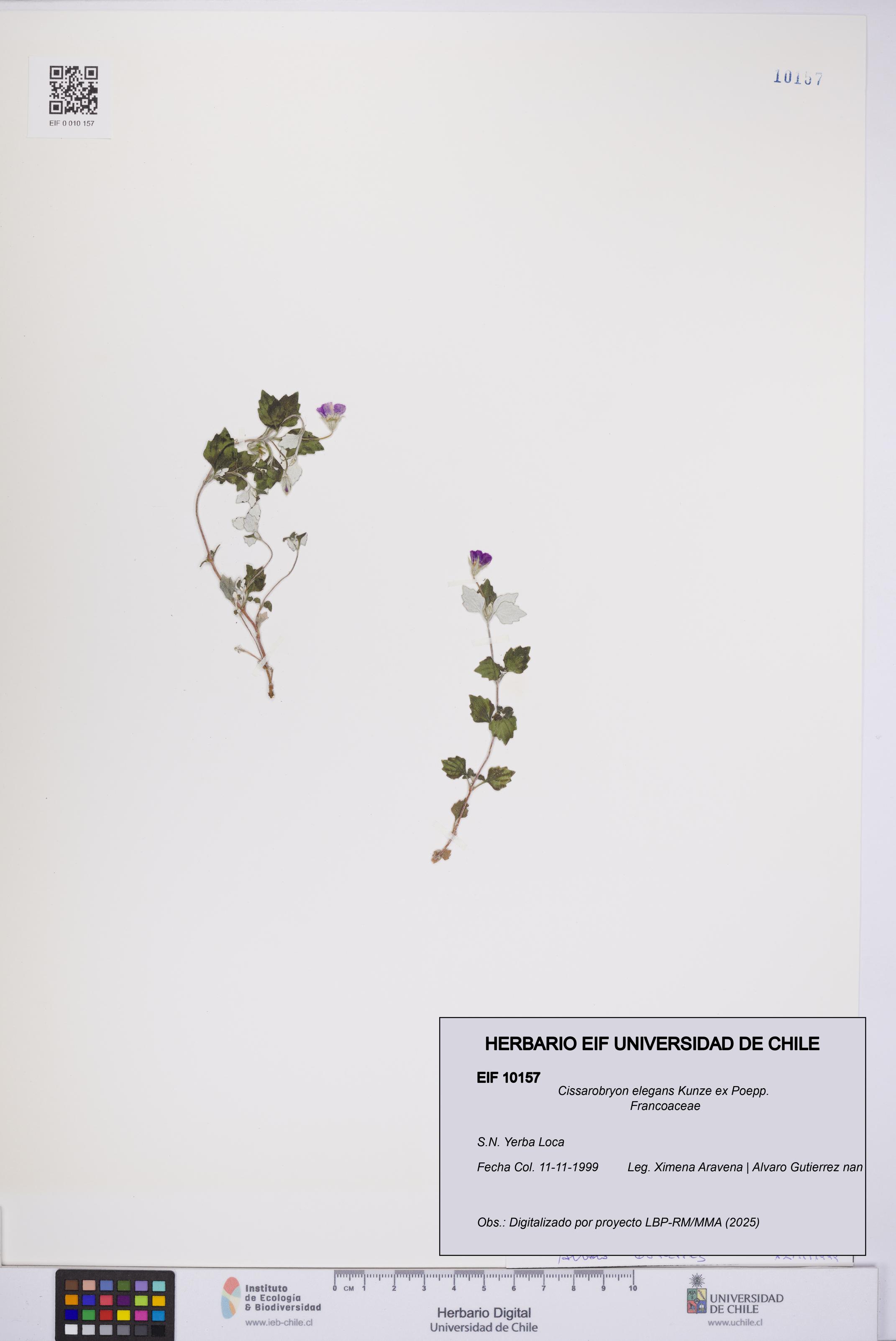 Cissarobryon elegans [Espécimen: UCH:EIF:0010157]