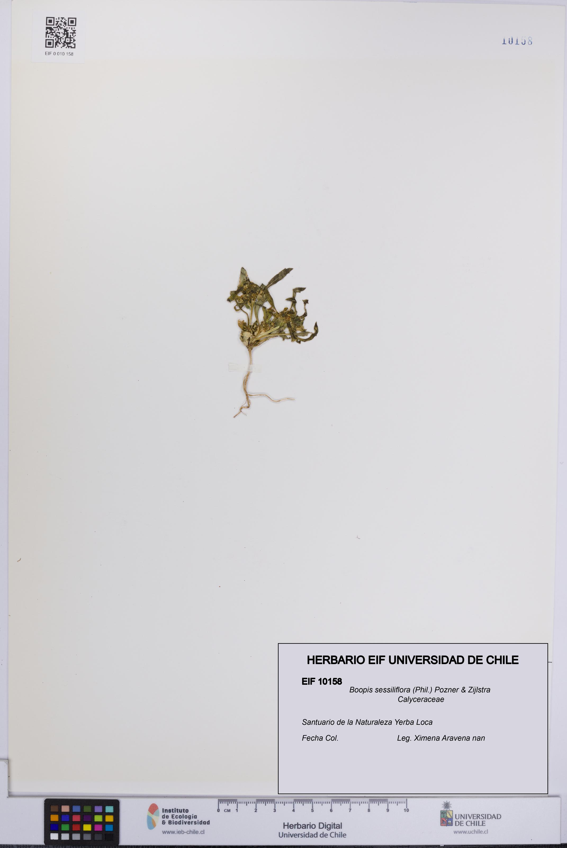 Boopis sessiliflora [Espécimen: UCH:EIF:0010158]