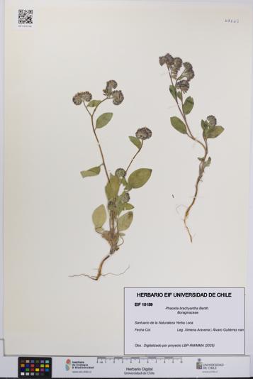 Phacelia brachyantha [Espécimen: UCH:EIF:0010159]