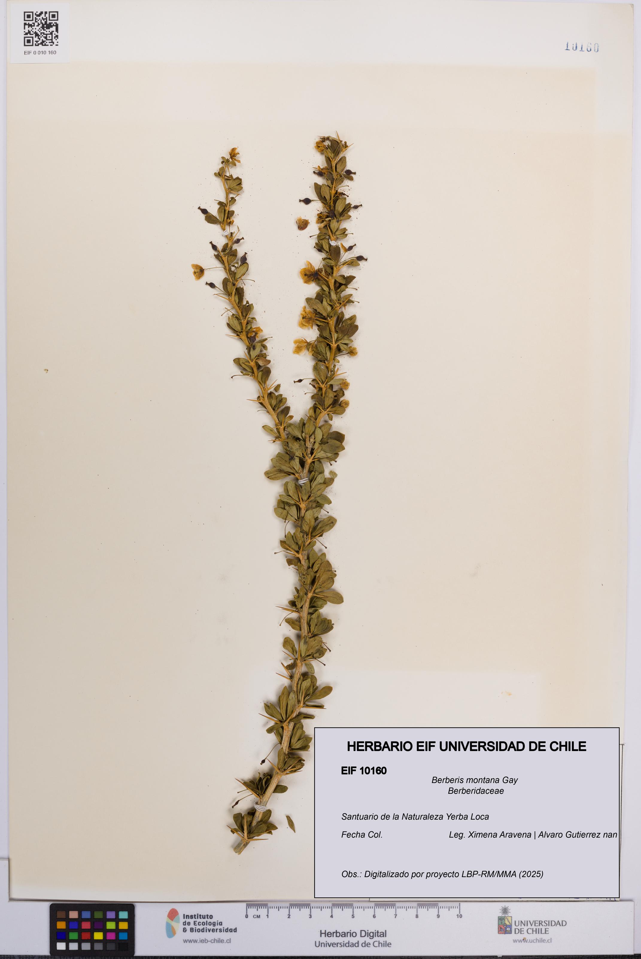 Berberis montana [Espécimen: UCH:EIF:0010160]