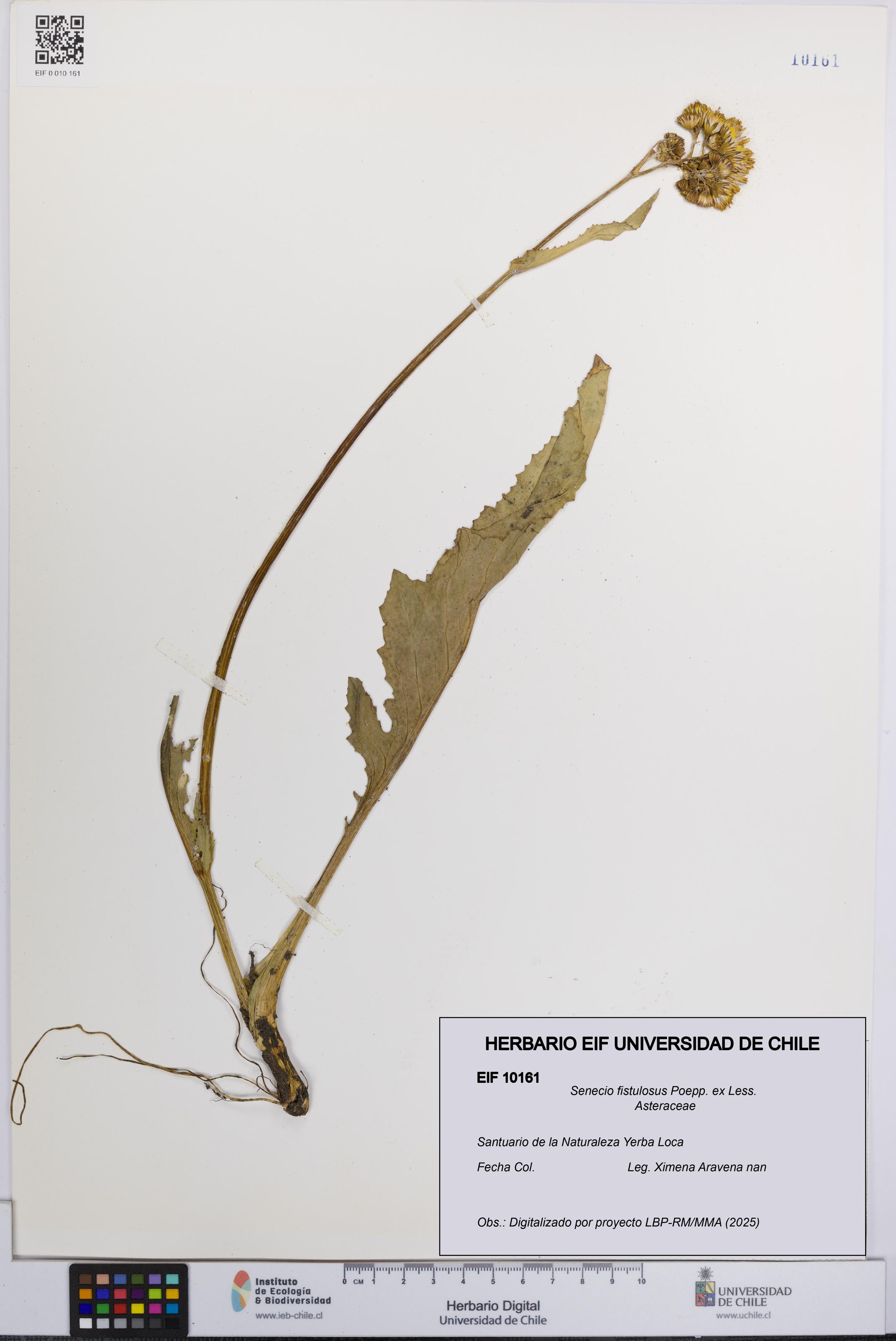 Senecio fistulosus [Espécimen: UCH:EIF:0010161]