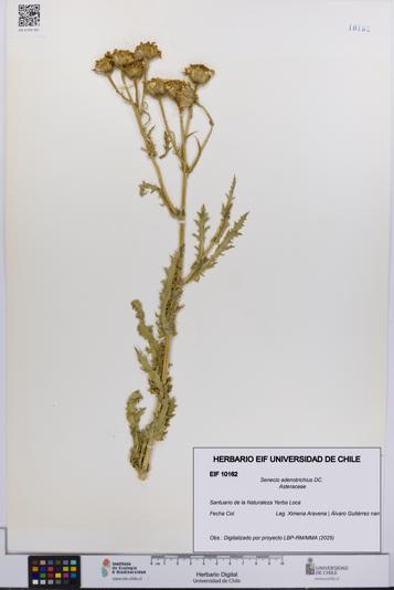 Senecio adenotrichius [Espécimen: UCH:EIF:0010162]