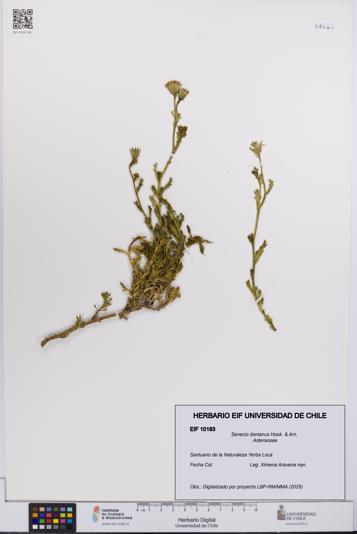Senecio donianus [Espécimen: UCH:EIF:0010163]