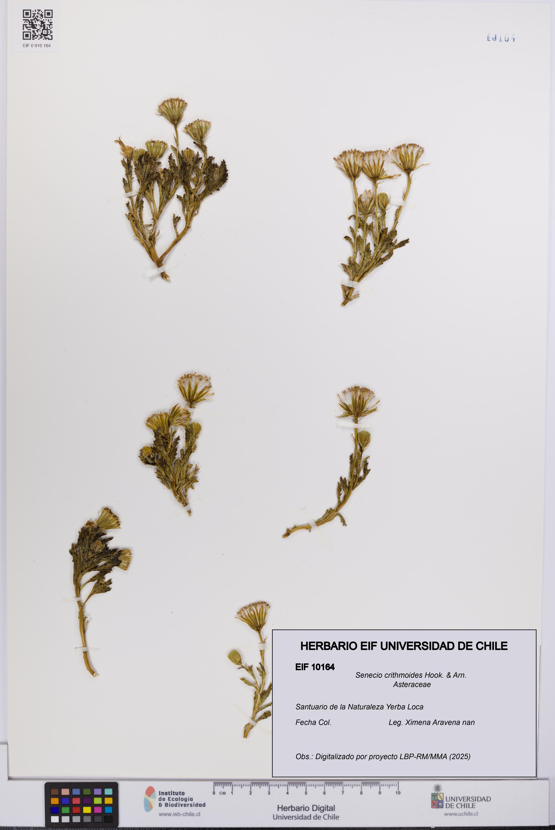 Senecio crithmoides [Espécimen: UCH:EIF:0010164]