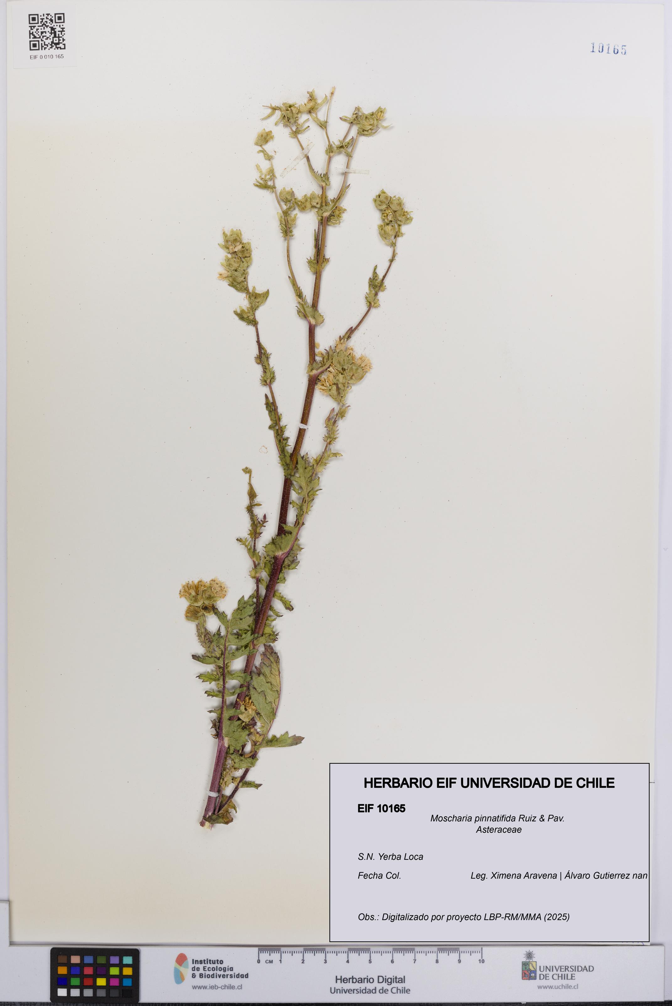 Moscharia pinnatifida [Espécimen: UCH:EIF:0010165]