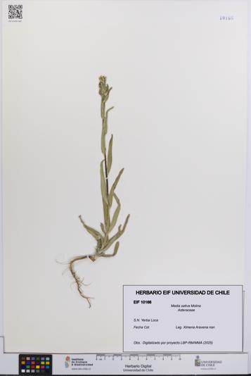 Madia sativa [Espécimen: UCH:EIF:0010166]