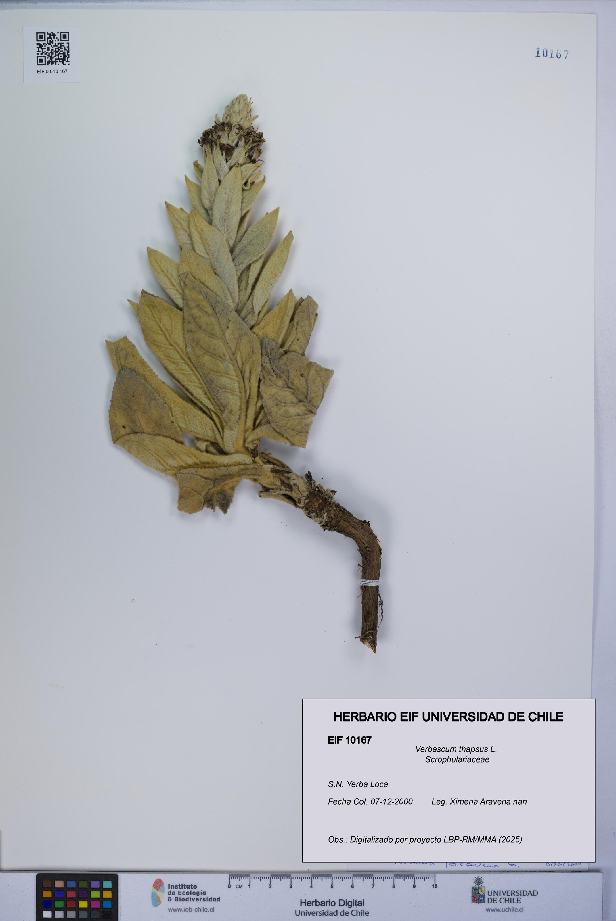 Verbascum thapsus [Espécimen: UCH:EIF:0010167]