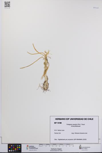 Tristagma sessile [Espécimen: UCH:EIF:0010168]